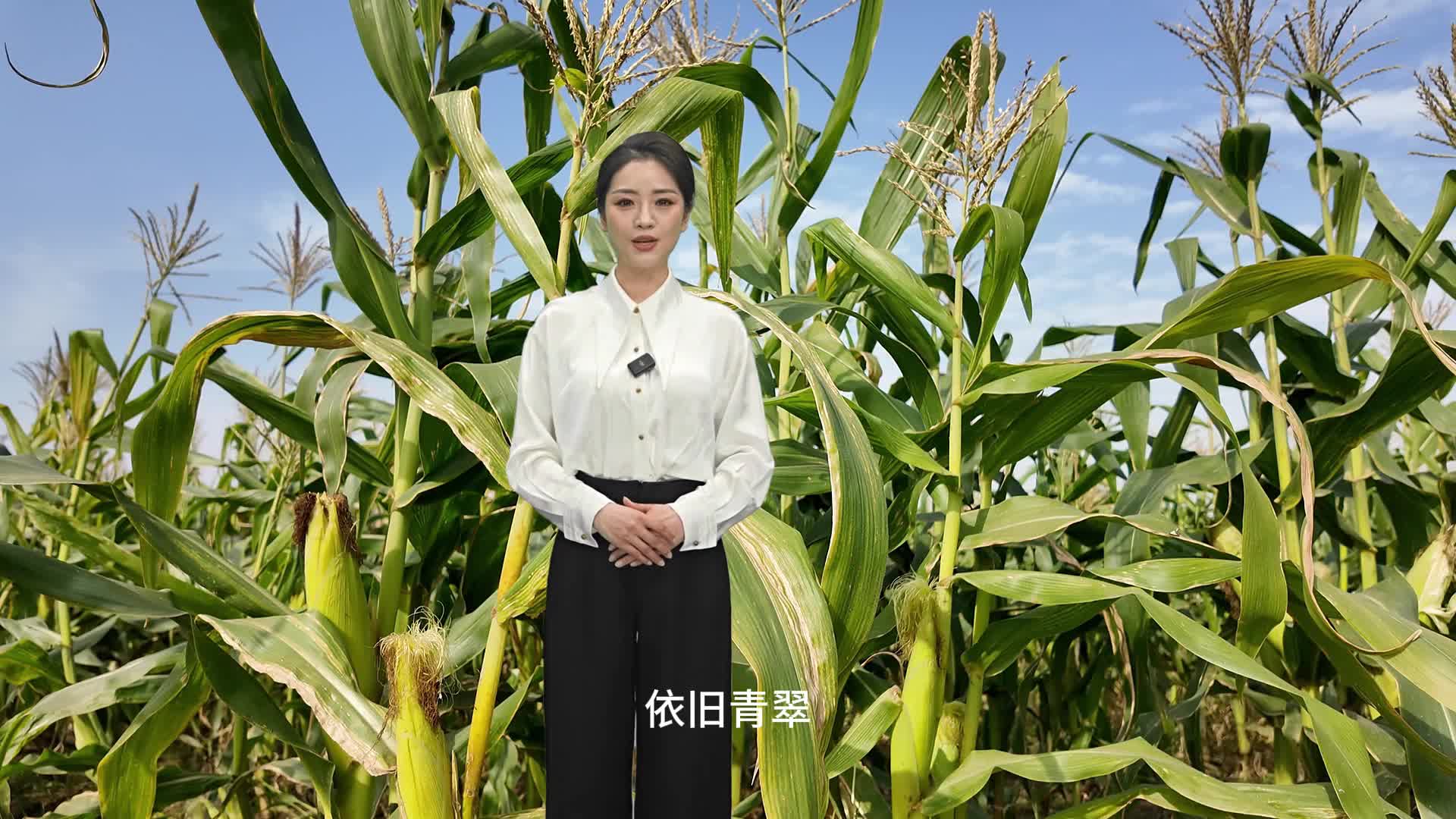 每年可以種三季，冬天成熟的玉米你見過嗎？