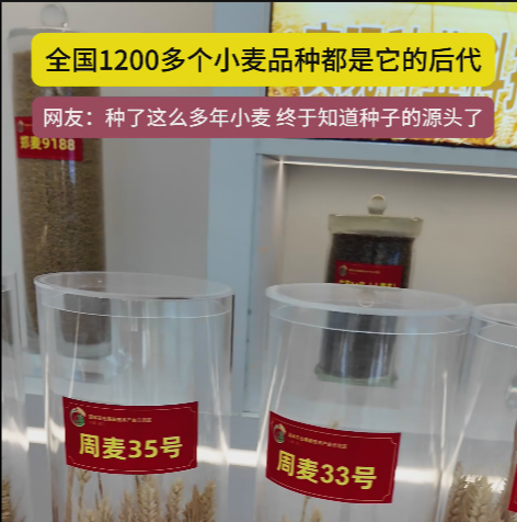 周口國家農(nóng)高區(qū)展示的種子資源，全國1200多個(gè)小麥品種都是它的后代!